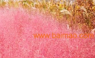 跨省聯供 永嘉、山東、河南、北京花卉綠植供應鏈全景
